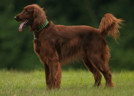 かえるリポート 迷子犬の情報 アイリッシュセッター オス