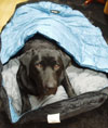 犬用寝袋